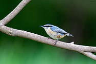 Red-breasted Nuthatch - click to enlarge