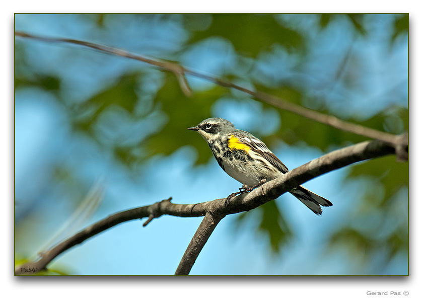 Yellow-rumped Warbler - click to enlarge image