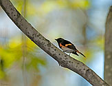 American Redstart Warbler - click to enlarge