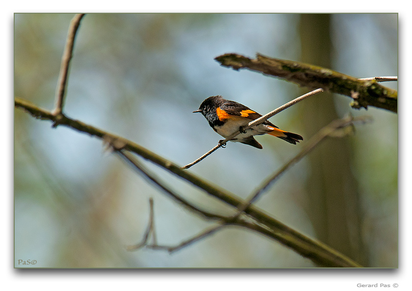 American Redstart Warbler - click to enlarge image