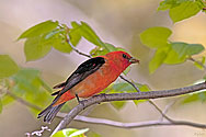 Scarlet Tanager - click to enlarge