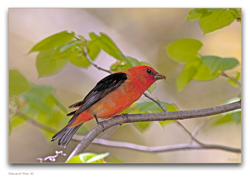 Scarlet Tanager - click to enlarge image