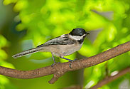 Black-capped Chickadee - click to enlarge