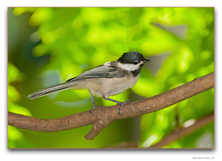 Black-capped Chickadee - click to enlarge image
