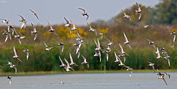 American Golden Plovers - click to enlarge