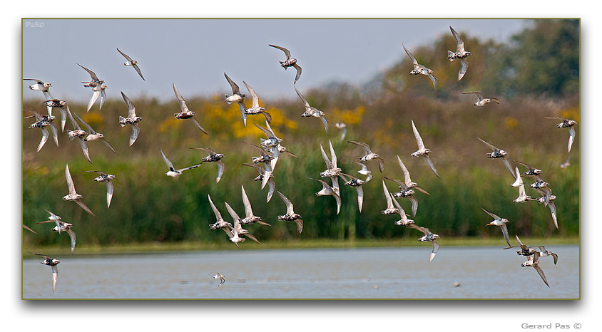 Shorebirds in flight - click to enlarge image