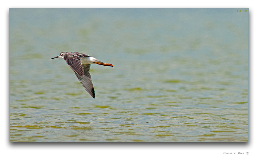 Greater Yellowlegs Sandpiper - click to enlarge image