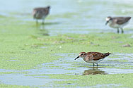 Least Sandpiper - click to enlarge