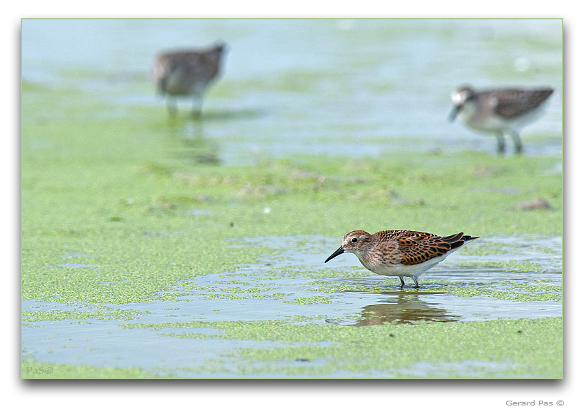 Least Sandpiper - click to enlarge image