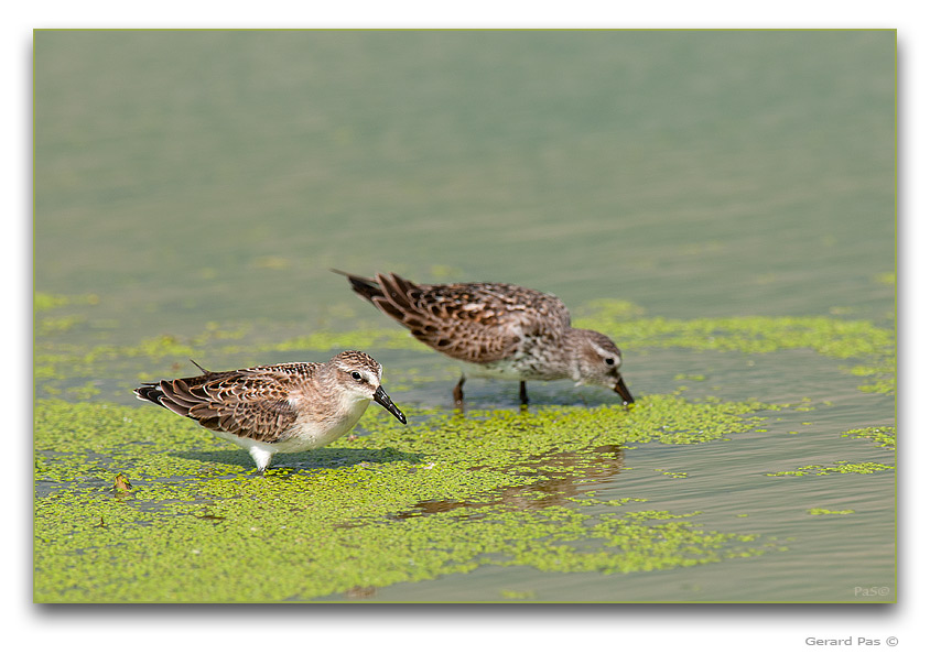 Baird's Sandpiper - click to enlarge image