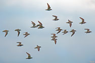 American Golden Plovers - click to enlarge