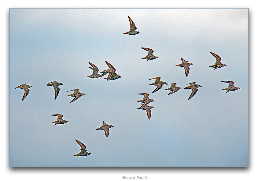 Shorebirds in flight - click to enlarge image