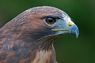Red-tailed Hawk - click to enlarge