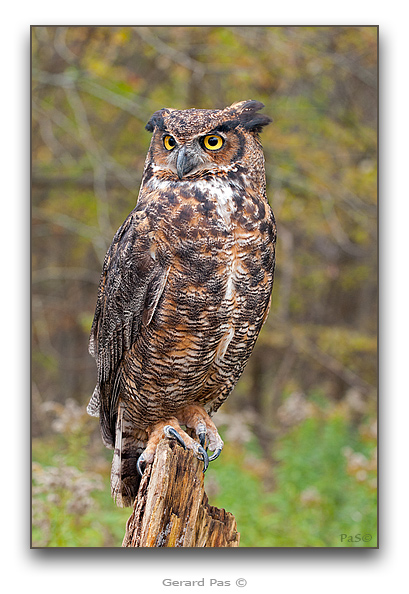 Great Horned Owl - click to enlarge image