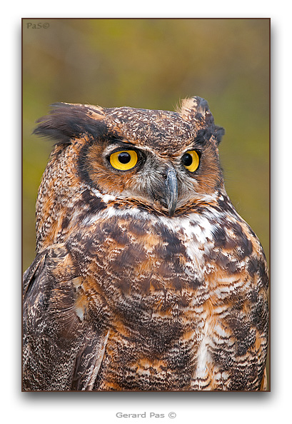 Great Horned Owl - click to enlarge image