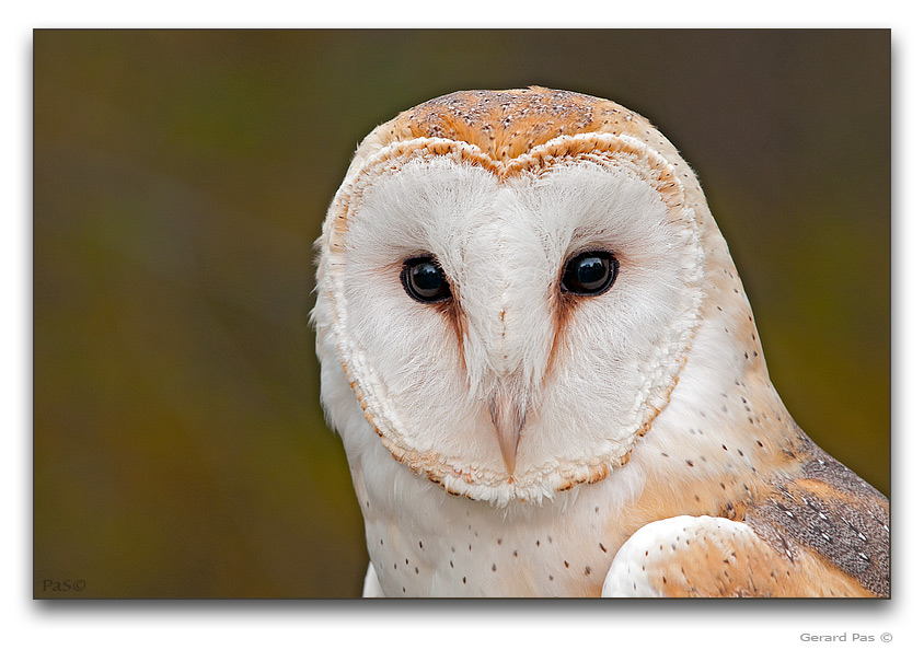 Barn Owl - click to enlarge image