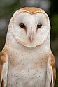 Barn Owl - click to enlarge