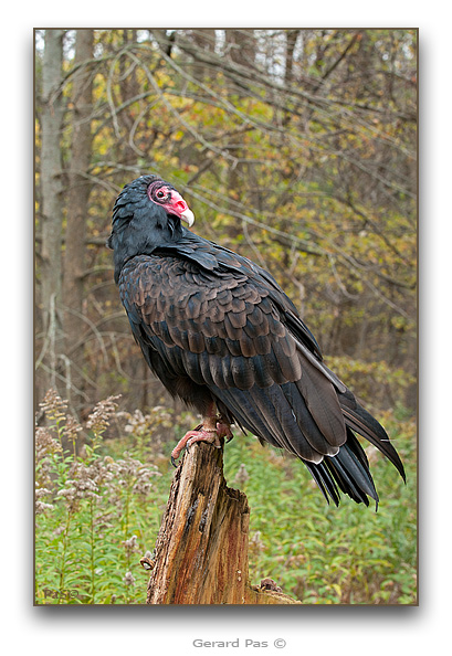 Turkey Vulture - click to enlarge image