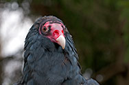Turkey Vulture - click to enlarge