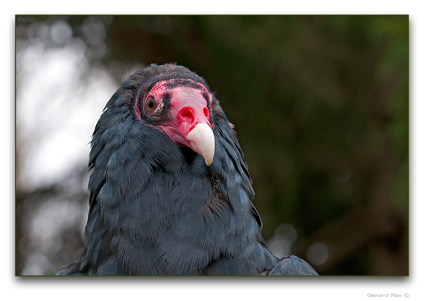 Turkey Vulture - click to enlarge image