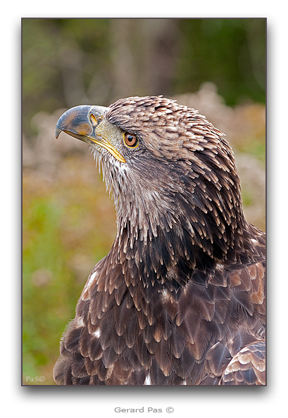 American Bald Eagle - click to enlarge image