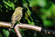 Yellow-bellied Flycatcher - click to enlarge