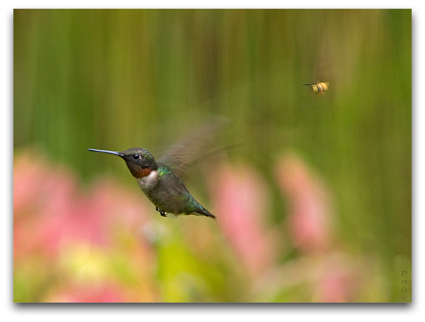 Ruby-throated Hummingbird in flight chased by a Hornet _DSC9853.JPG - click to enlarge image