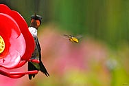 Hornet chasing Hummingbird - click to enlarge