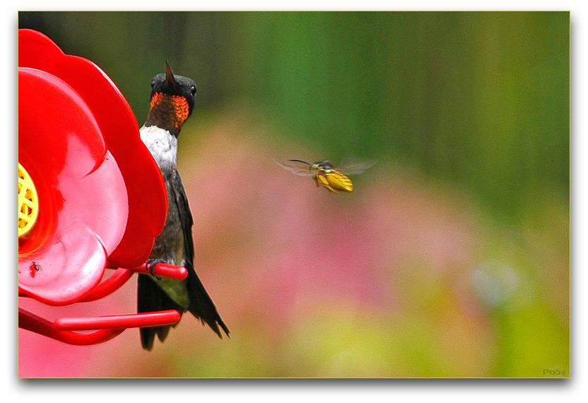 Ruby-throated Hummingbird and Hornet _DSC9876.JPG - click to enlarge image