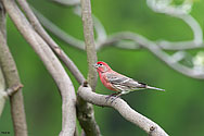 House Finch (male) - click to enlarge