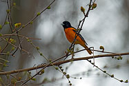 Baltimore Oriole male - click to enlarge
