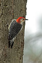 Red-bellied Woodpecker - click to enlarge