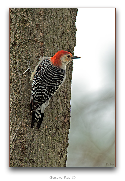 Red-bellied Woodpecker - click to enlarge image