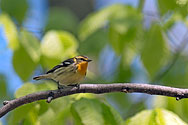 Blackburnian Warbler female - click to enlarge