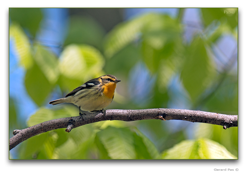 Blackburnian Warbler - female - click to enlarge image