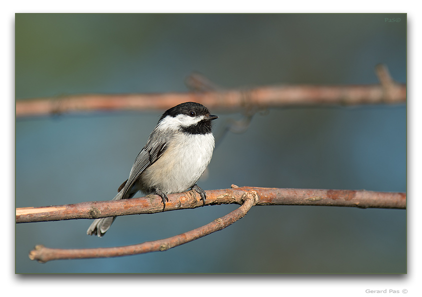 Black-capped Chickadee - click to enlarge image