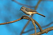 Tufted Titmouse - click to enlarge