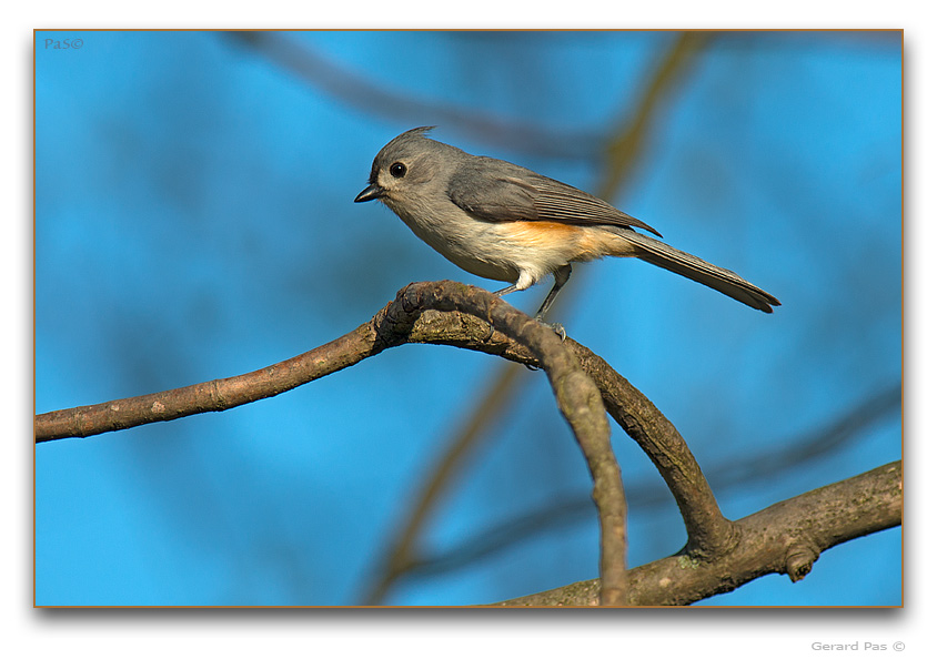 Tufted Titmouse - click to enlarge image
