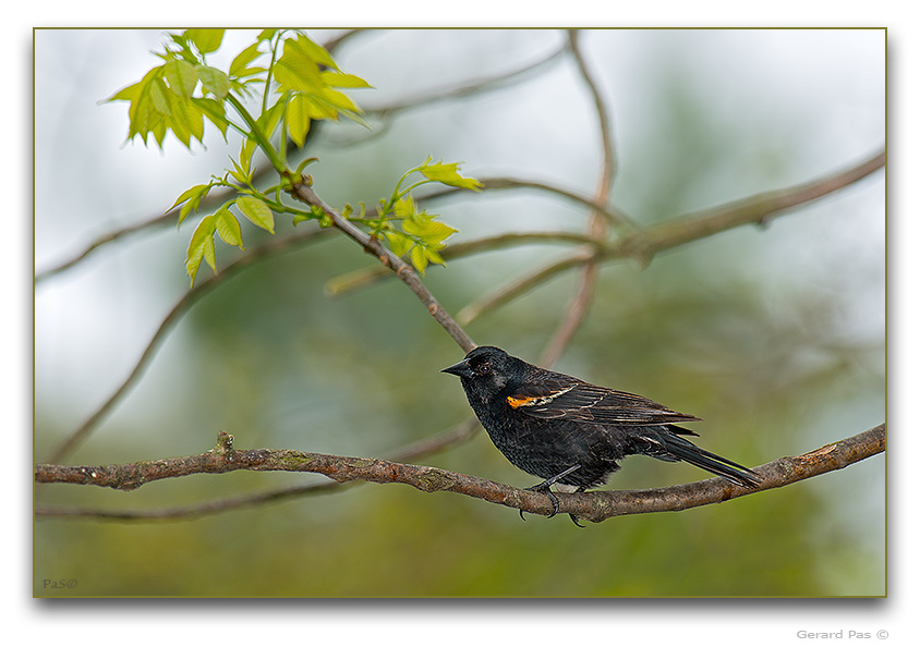 Red-winged Blackbird - click to enlarge image