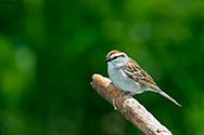 Chipping Sparrow - click to enlarge