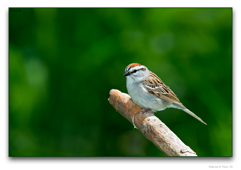 Chipping Sparrow - click to enlarge image