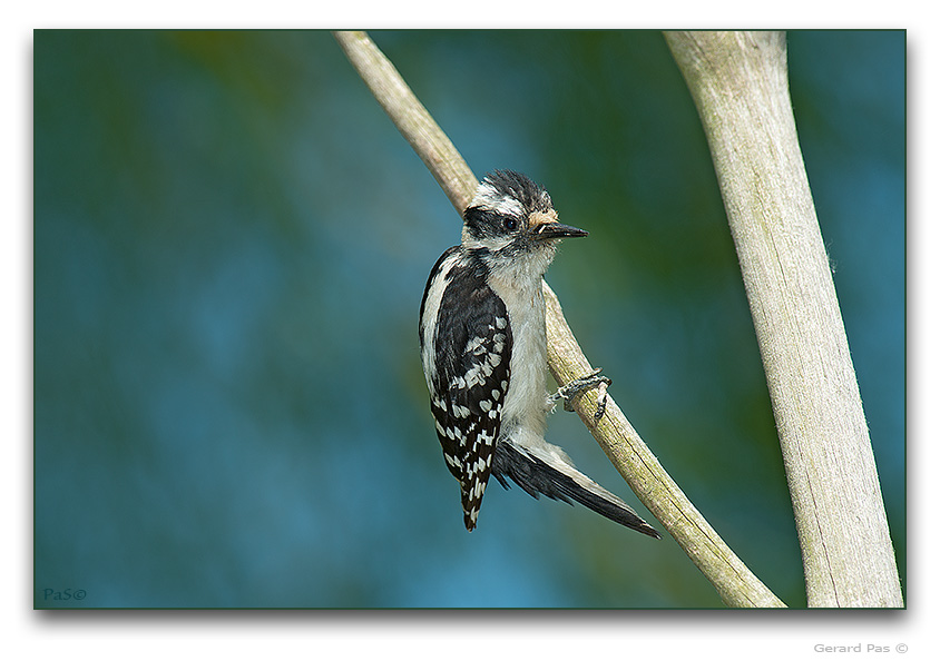 Downy Woodpecker - click to enlarge image