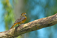 Baltimore Oriole female - click to enlarge