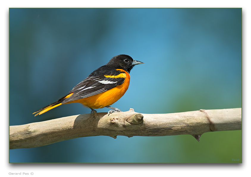 Northern Oriole - male - click to enlarge image