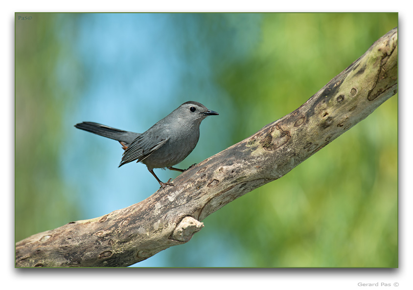 Grey Catbird - click to enlarge image