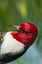Red-headed Woodpecker - click to enlarge