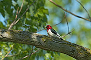 Red-headed Woodpecker - click to enlarge