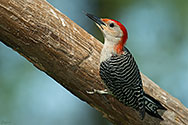 Red-bellied Woodpecker - click to enlarge
