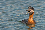 Red-necked Grebe  - click to enlarge