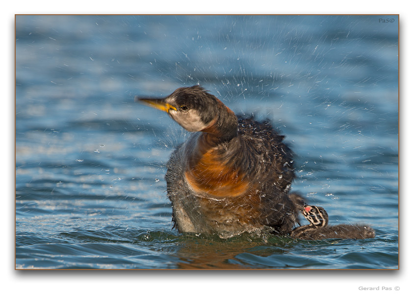 Red-necked Grebe - click to enlarge image